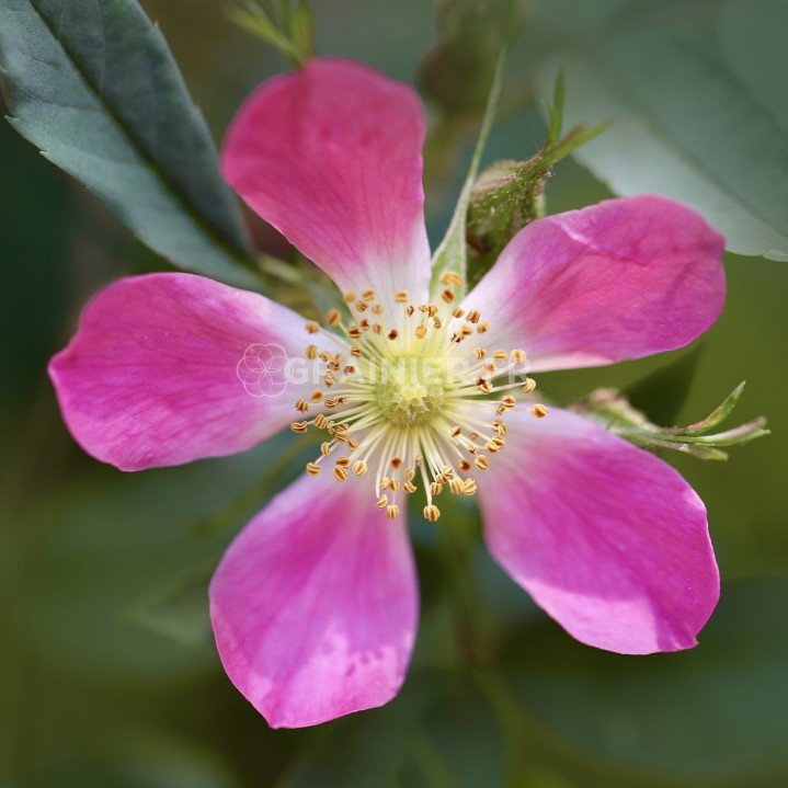 Rosier à feuilles rouges, Rosa glauca, Rosa Rubrifolia image